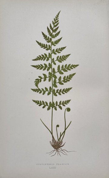 click for detailed image Fern LXIII.jpg